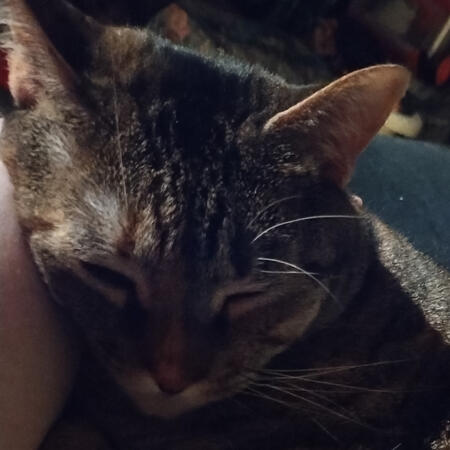 my cat b